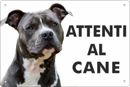 Amstaff grigio