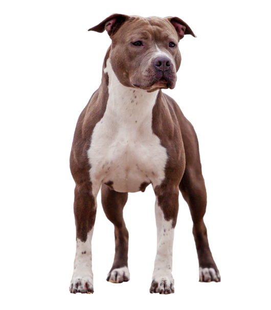 AMERICAN STAFFORDSHIRE TERRIER