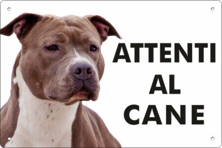 amstaff marrone